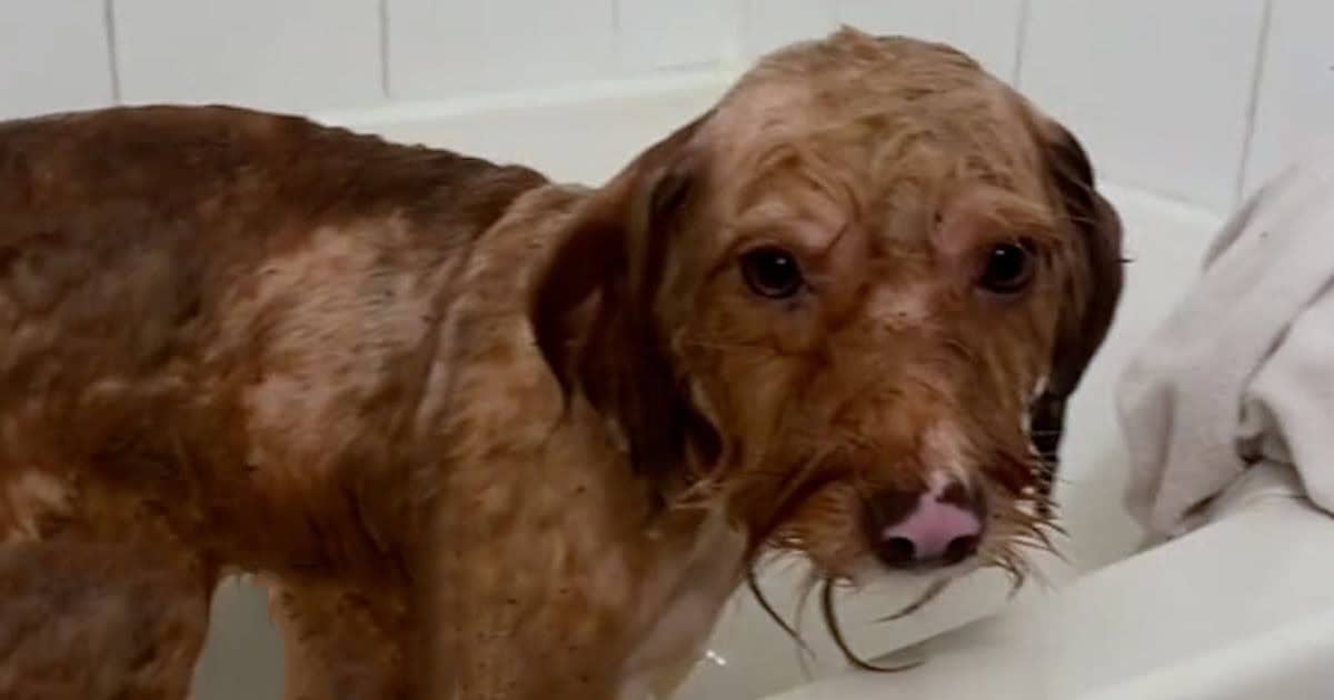 Matted Dog Finds Joy and Comfort in His First Bath Experience