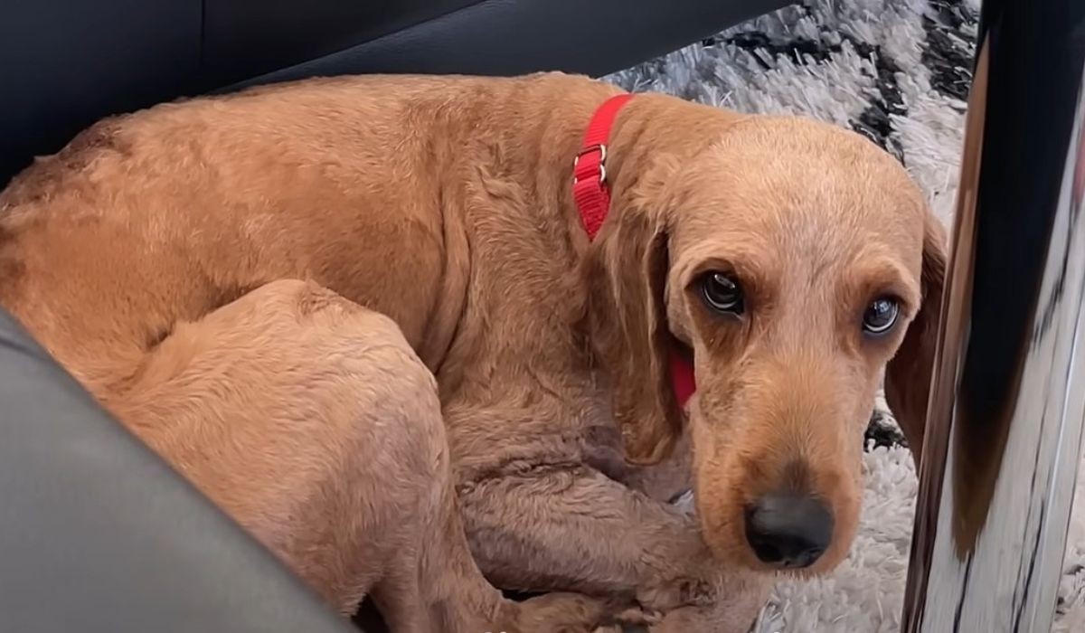 This Sweet Girl Had To Learn What Love Even Meant After Years of Heartbreak