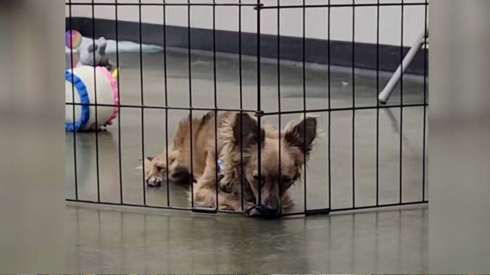 Tiny Dog Spent Months Being Ignored Until One Woman Finally Saw His Heart