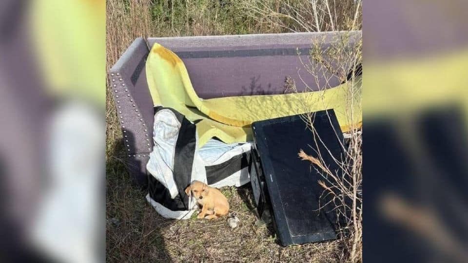 Tiny Puppy Lost Among the Trash Found a Heart That Cared