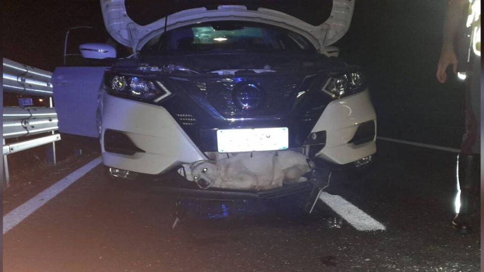 Brave Pup Survives Near Fatal Accident on Italian Road