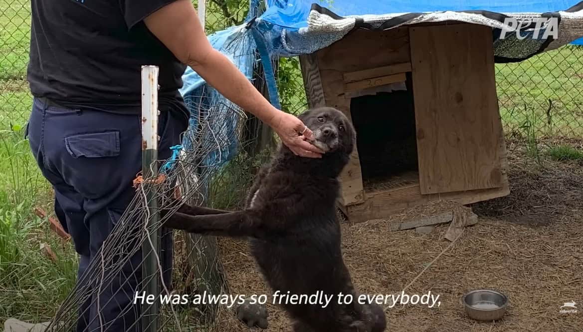 Senior Dog Rusty Spent Ten Years Chained Outside Waiting For Love