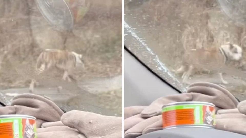 Stray Dog Limping Through Icy Streets Finds Rescue Just in Time