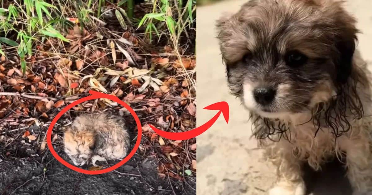 Stray Puppy Covered In Mud Crawls Along Roadway To Search For Food