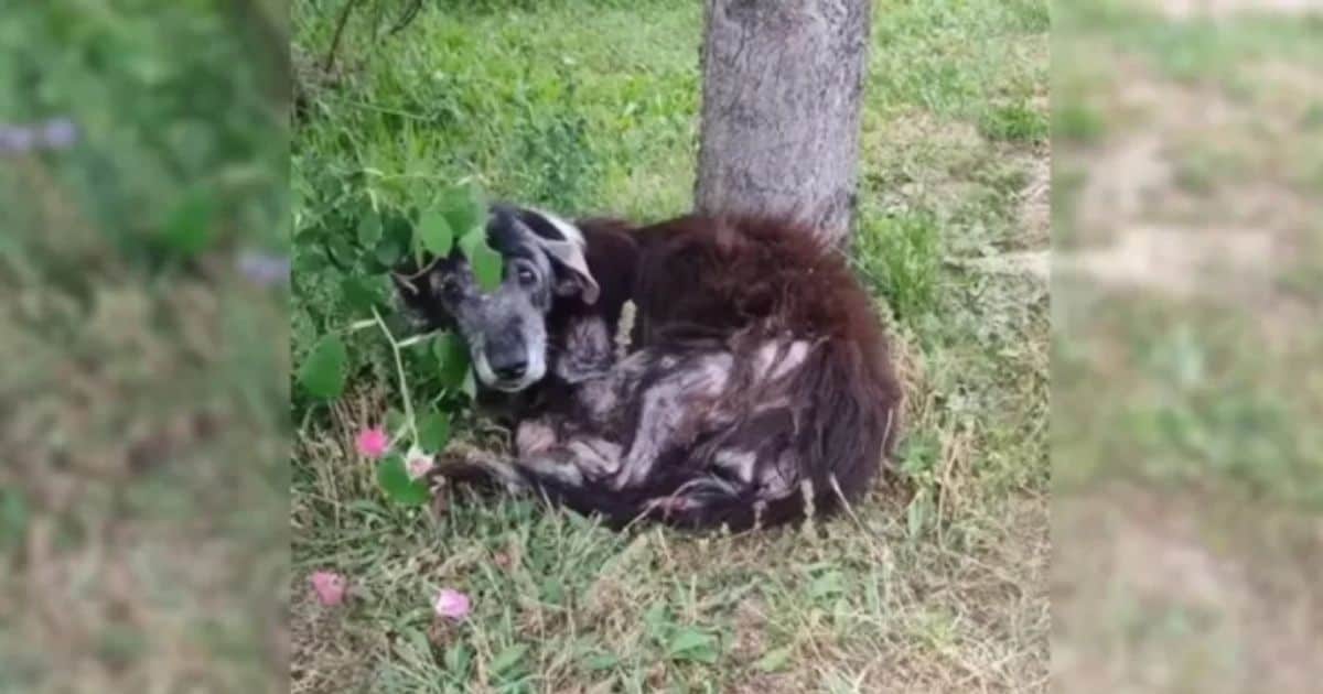 Sick and Injured Pup Questions Why Her Family Abandoned Her When She Needed Them Most