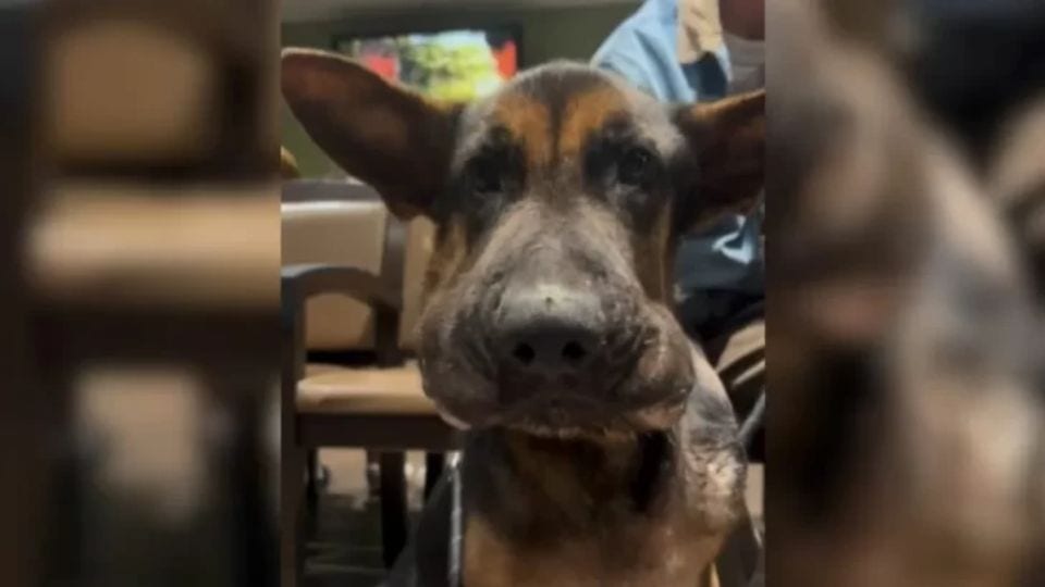 Rescued With a Swollen Face and a Shattered Heart, Chance Found Love at Last