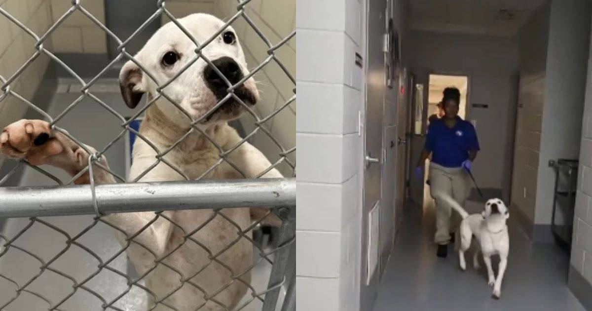 After Many Letdowns, Dog Walks Out of Shelter Head Held High