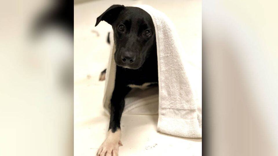 The Nervous Puppy Who Found Her Courage and a Forever Home