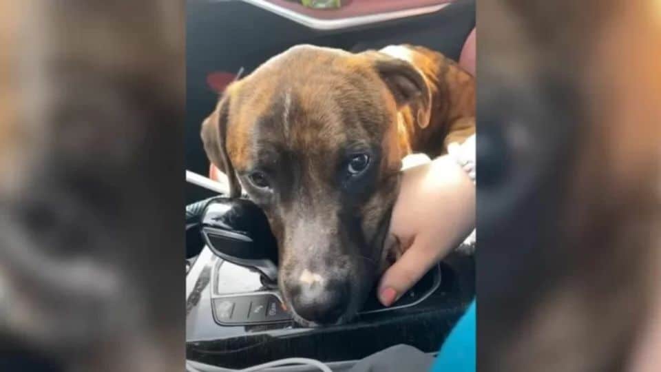 Loyal Pup Found His Forever Home After Heartfelt Connection With Foster Family
