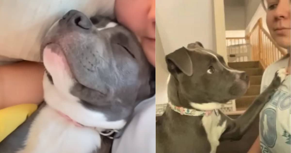 Adorable Rescue Pup Can’t Stand Being Away from His New Mom