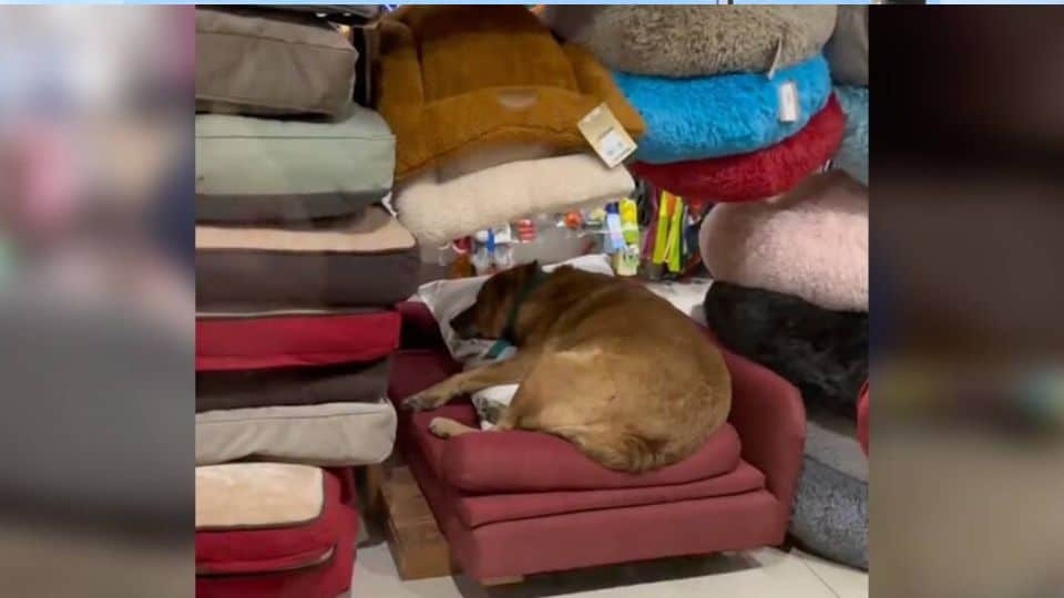 Exhausted Stray Dog Finds His Way Into a Pet Store And Curls Up on the Comfiest Bed
