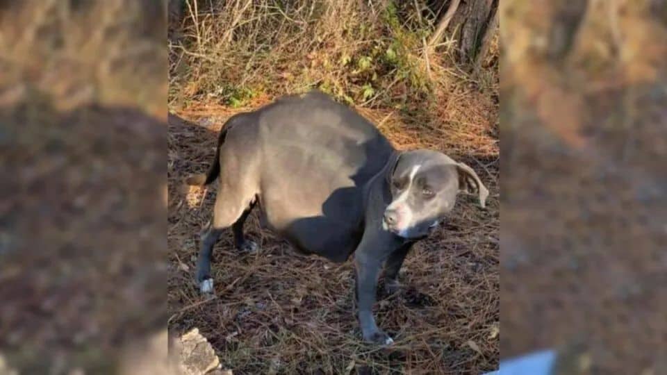Pregnant Dog Abandoned On Roadside Finds Love And Gives Birth To Eight Beautiful Pups