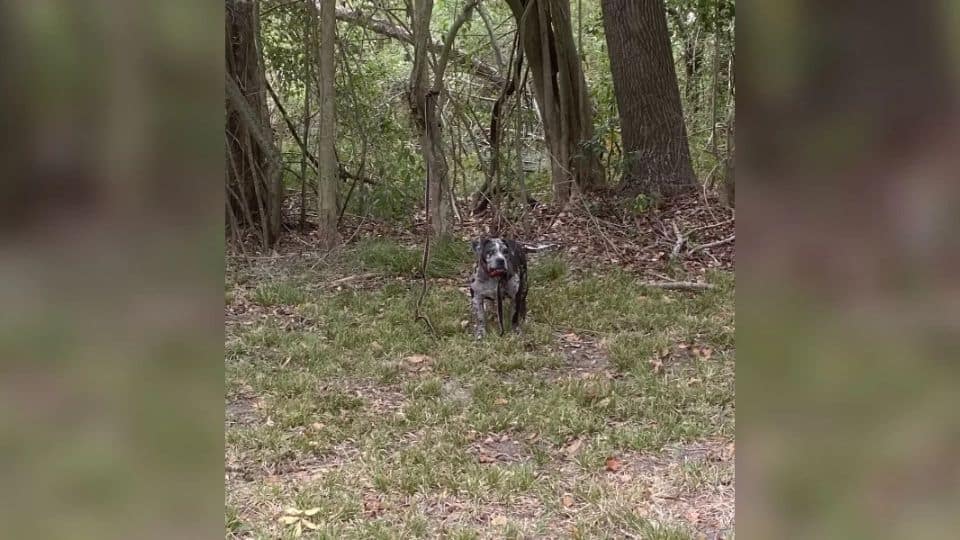 Magnolia’s Cry Was Heard: From Abandonment to a Second Chance To Happiness