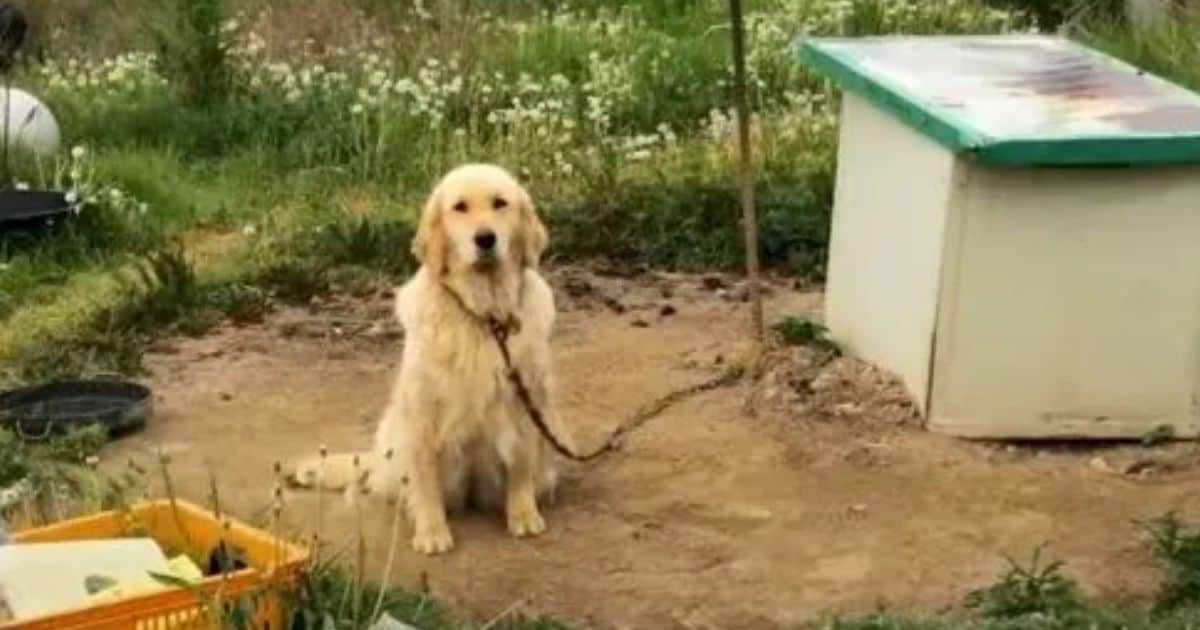 Abandoned Dog That Spent Her Whole Life Tied To A Chain Finds Love With A Caring Rescuer