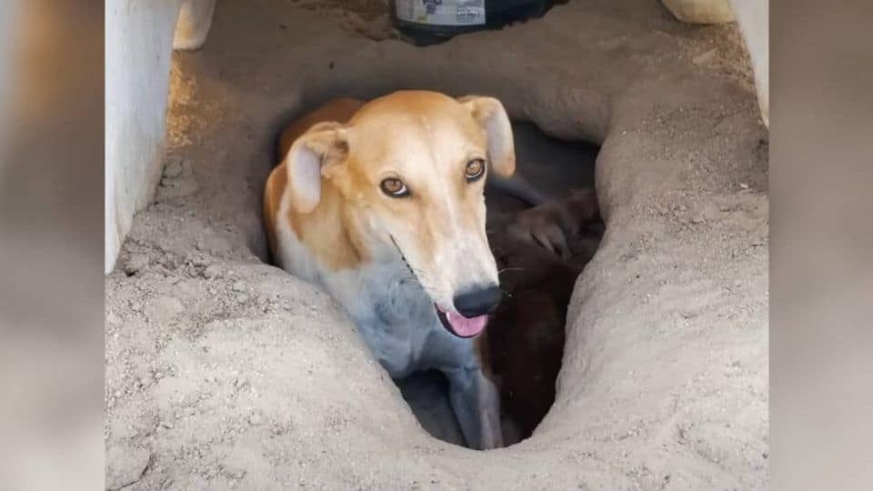 Brave Mama Dog Shields Her Babies From 120-Degree Desert Heat