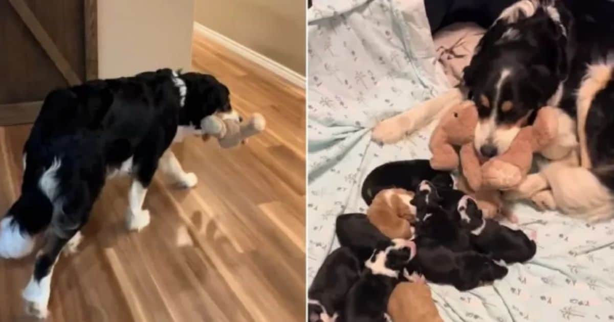 Mother Dog Keeps Bringing Soft Toy Back To Her Bed And The Reason Melts All Of Our Hearts