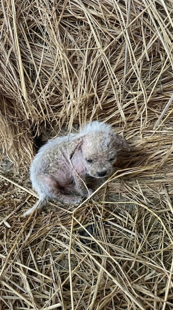 They Were Found Shivering in the Dust — Then Rescuers Discovered They Were Not Alone