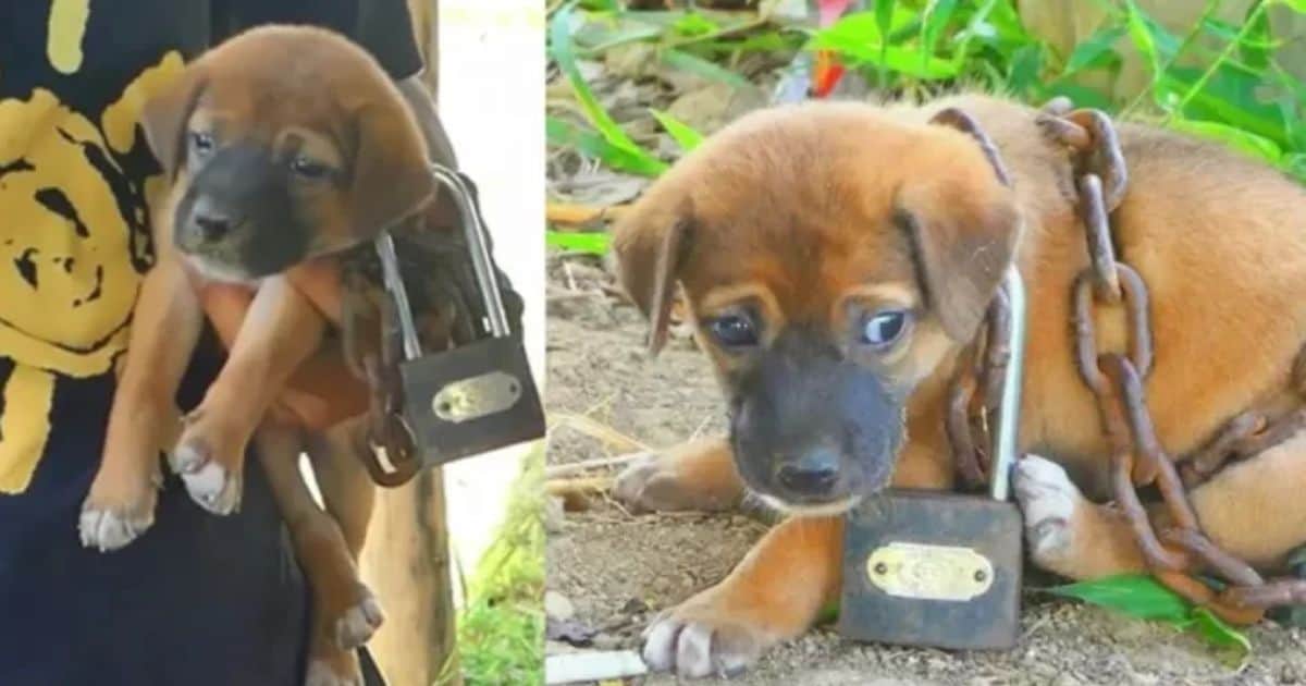 Terrified Puppy Found Abandoned With Huge Chain In A Deserted Area