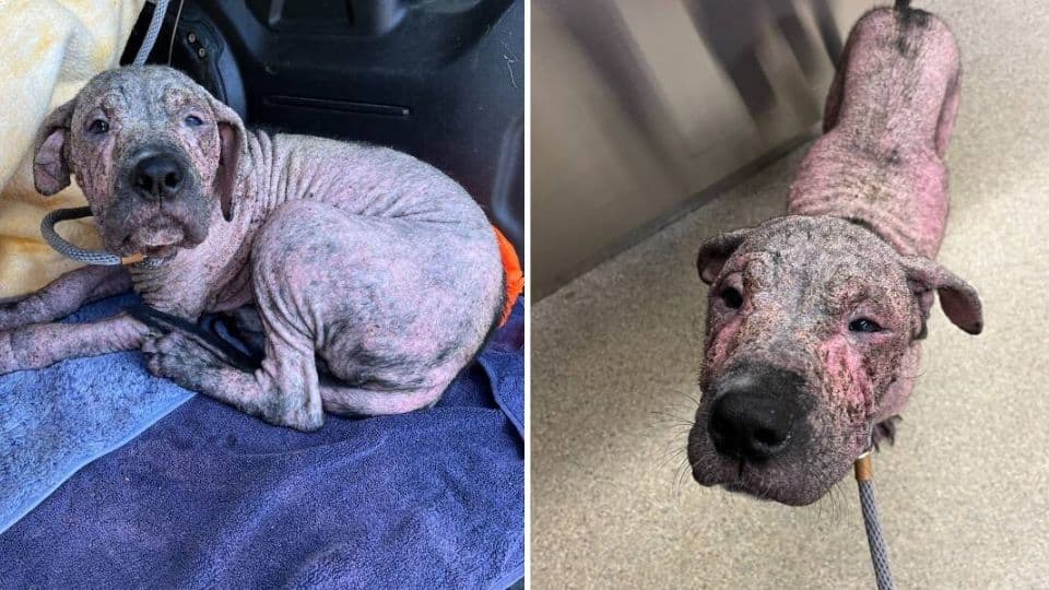 The Hairless Stray Dog Who Found Healing in a Pair of Pajamas