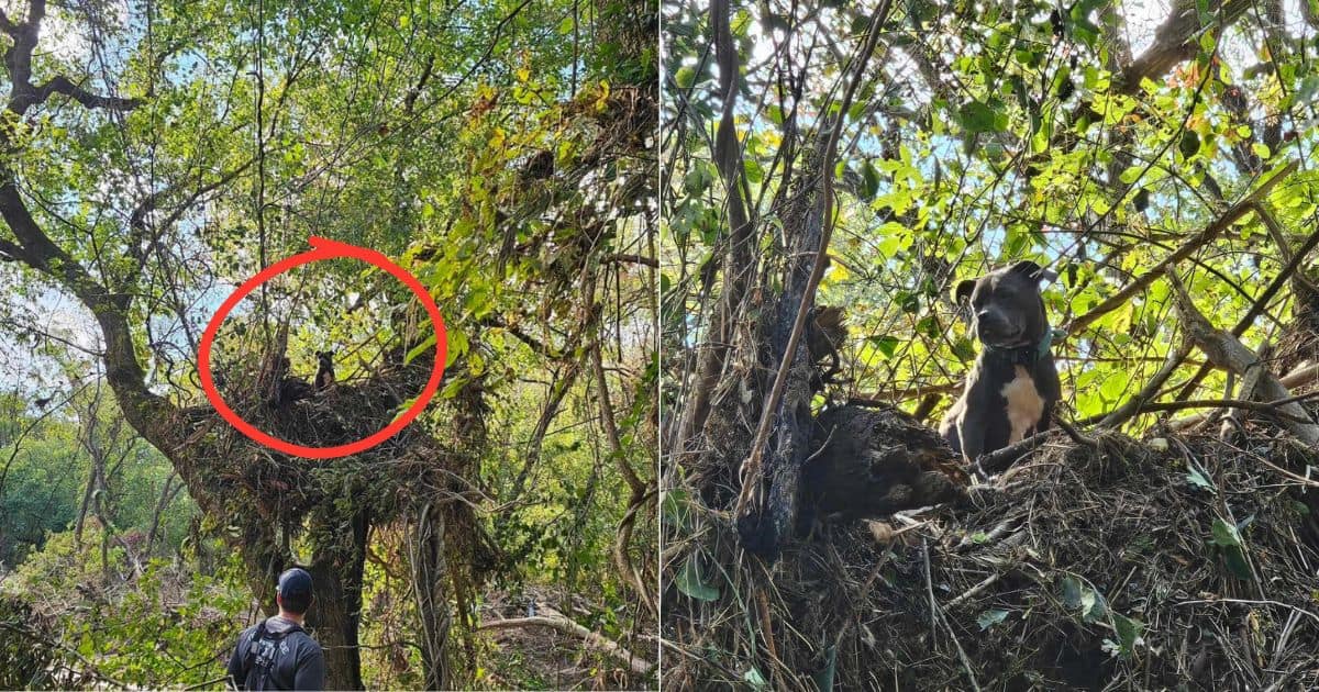 Dog Found Stranded in Tree For Days After Being Swept Away Hurricane Floodwaters