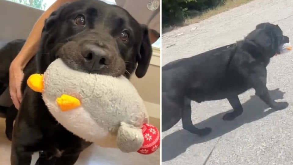 Senior Shelter Dog Finds Comfort In His Plushies While Waiting For Love
