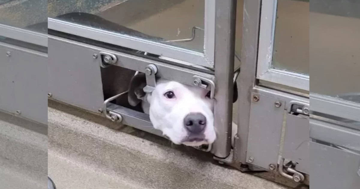Lonely Dog Who Saw Her Shelter Friends Get Adopted Finds Her Forever Home