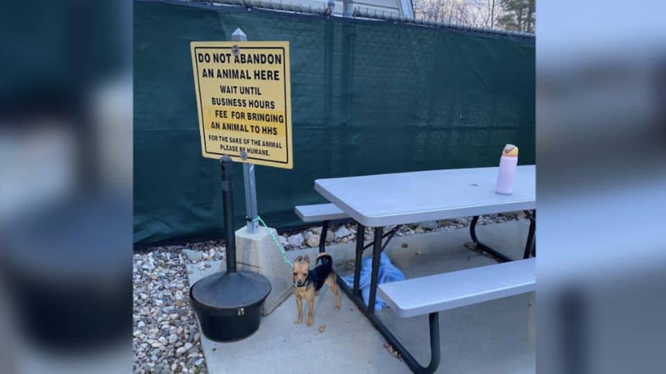 Staff in Tears After Finding Dog Tied to Shelter’s ‘No Abandonment’ Sign