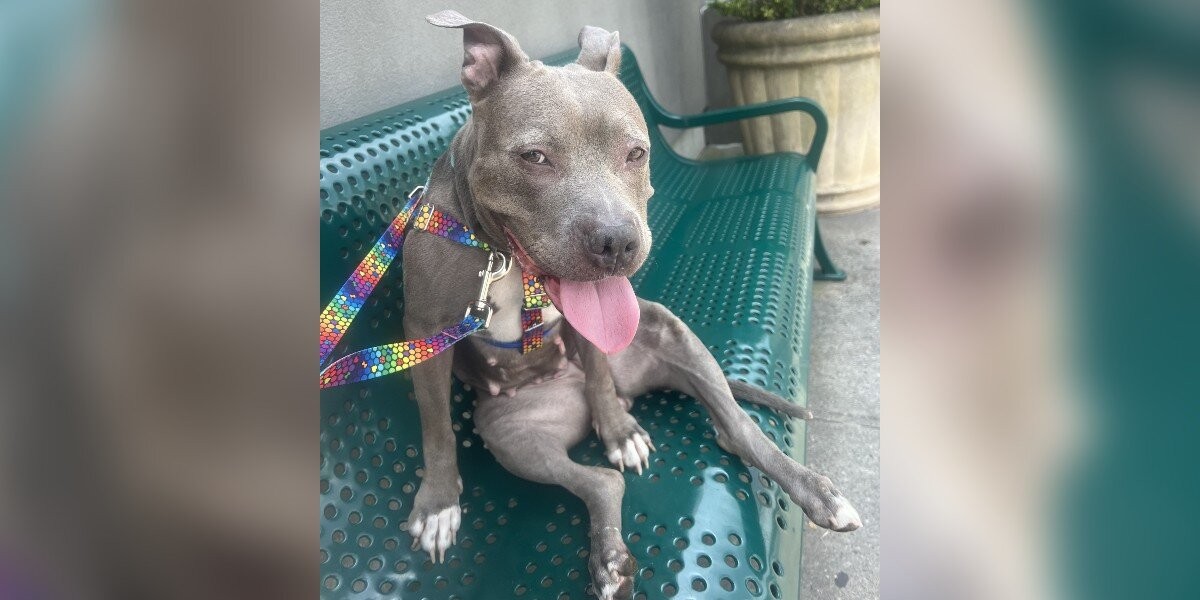 The Beach Dog Who Almost Ran Out of Time—Until Love Found Her