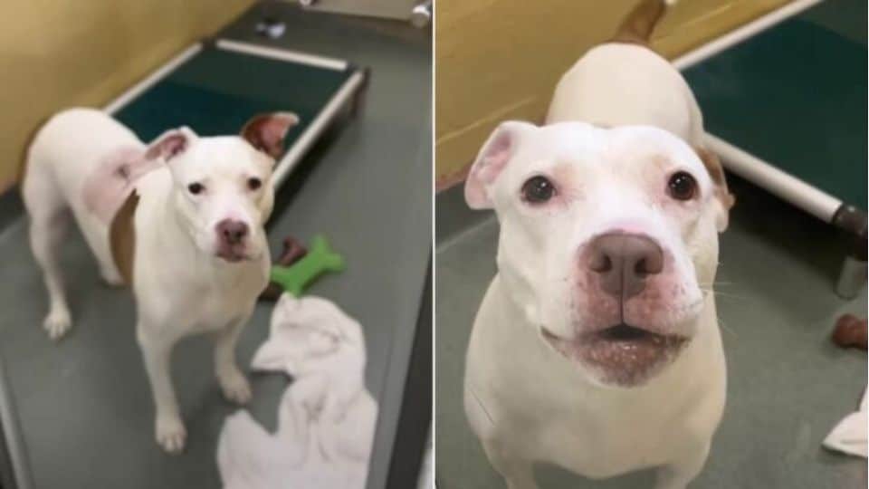 Florida Dog Returned to Shelter Still Wags Her Tail With Hope for a Forever Home