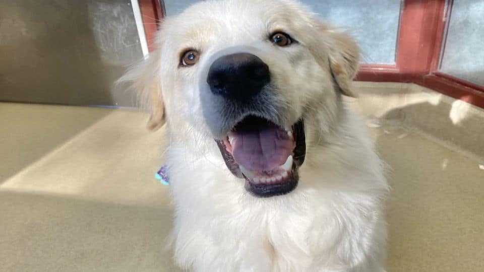 A Second Chance at Home: Dog Adopted After 14 Shelter Returns