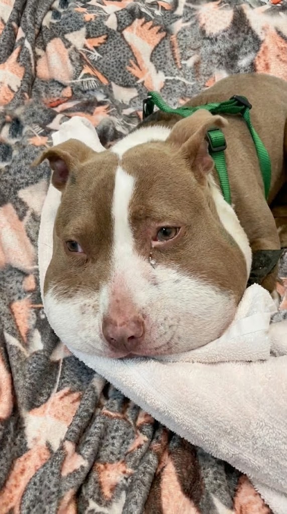 The Rope Was Cutting Off Her Breath — Yet Mika Kept Surviving Until Someone Finally Saw Her