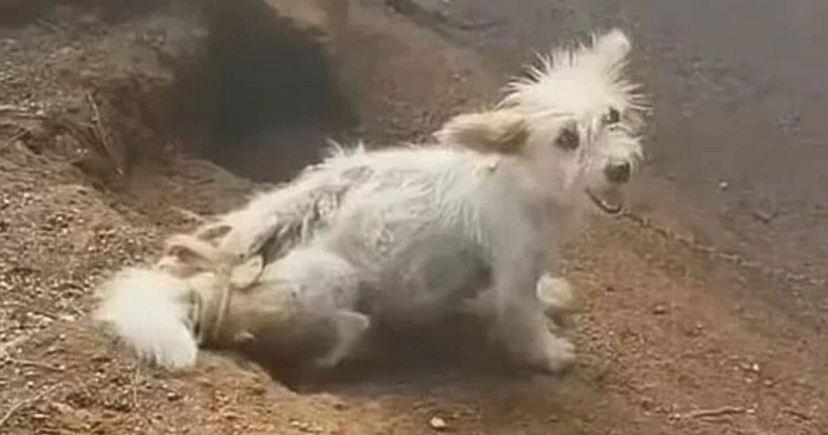 Mama Dog Chained For Years Begs Rescuers To Save Her Puppies
