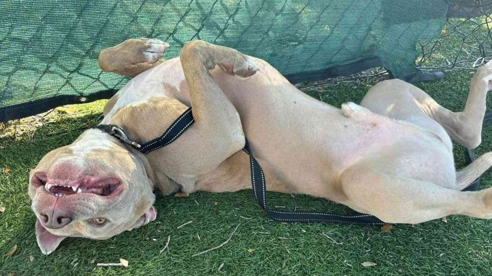 Pit Bull Overlooked for Years Finally Gets Adopted After 802 Days in Shelter