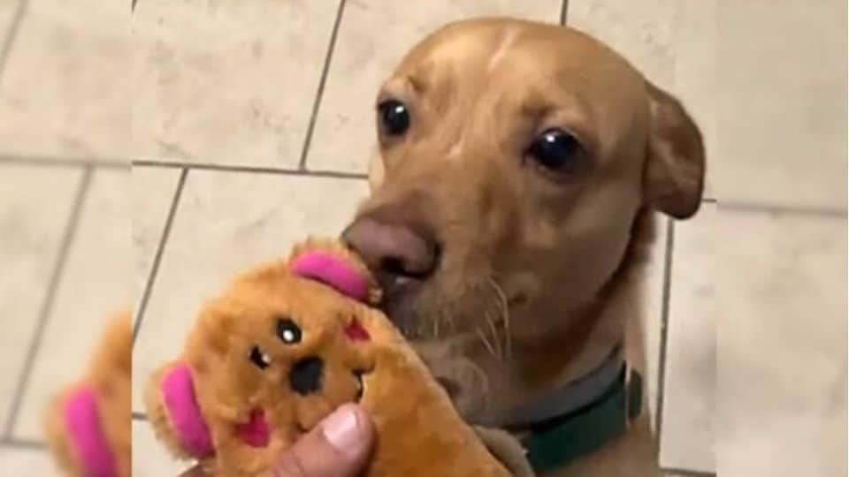 Dog on Euthanasia List in California Finds Hope When Rescuer Arrives Just in Time