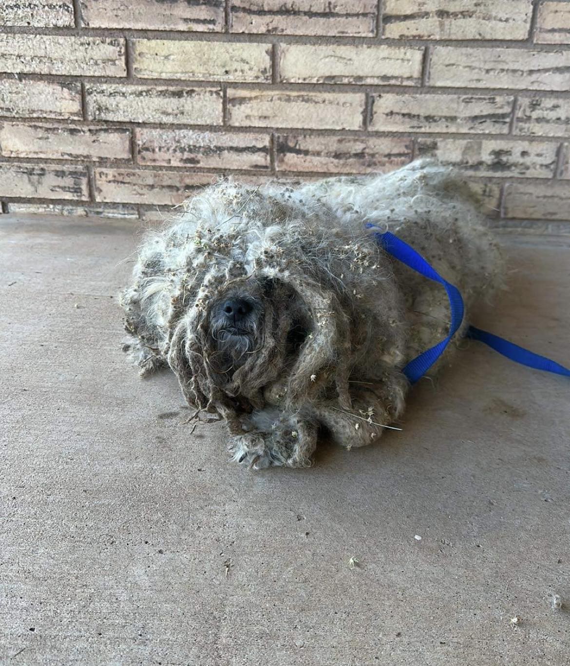 A Heart Breaks For The Dog Who Couldn’t Tell His Head From His Tail Through Five Years Of Matted Neglect