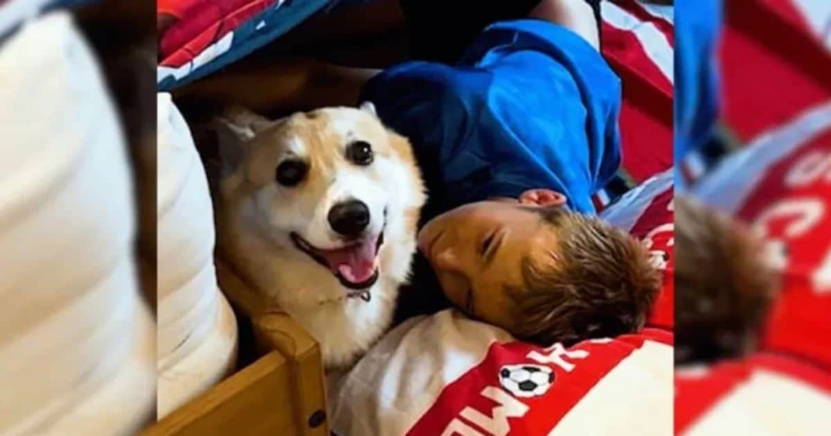 Each Day, This Corgi Waits Anxiously for His Siblings’ Return, Then Chaos Follows