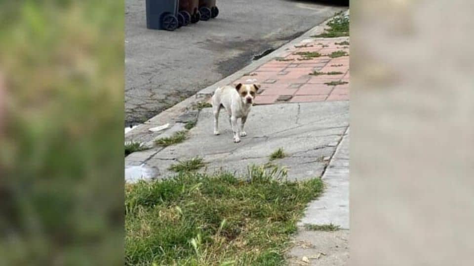 From Forgotten To Loved: California Dog’s Life Turns Around After Months On The Streets