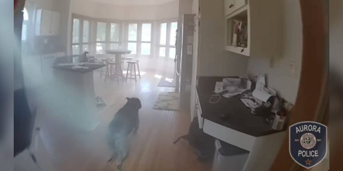 Dog Trapped In Burning Home Waits For Help In The Smoke
