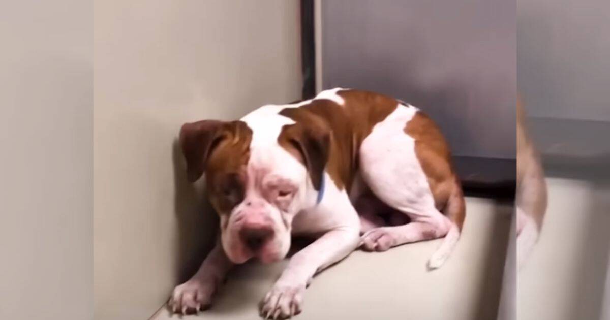 Heartbroken Pit Bull Curled Up Alone In Shelter Until A Kind Woman Changed His Life Forever
