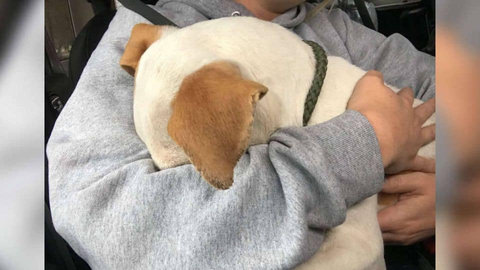 Rescuers Find Soaked Puppy Hiding Under Mattress And Give Him A New Life