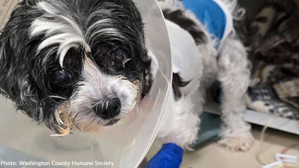 Seven Year Old Shih Tzu Found Alone And Fighting For Her Life