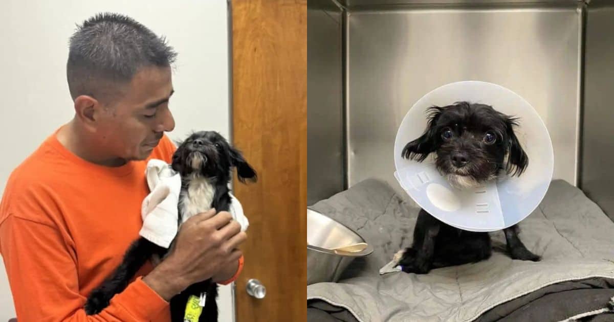 ‘Miracle’ Pup Reunited With Dad After Weeks in the Hospital