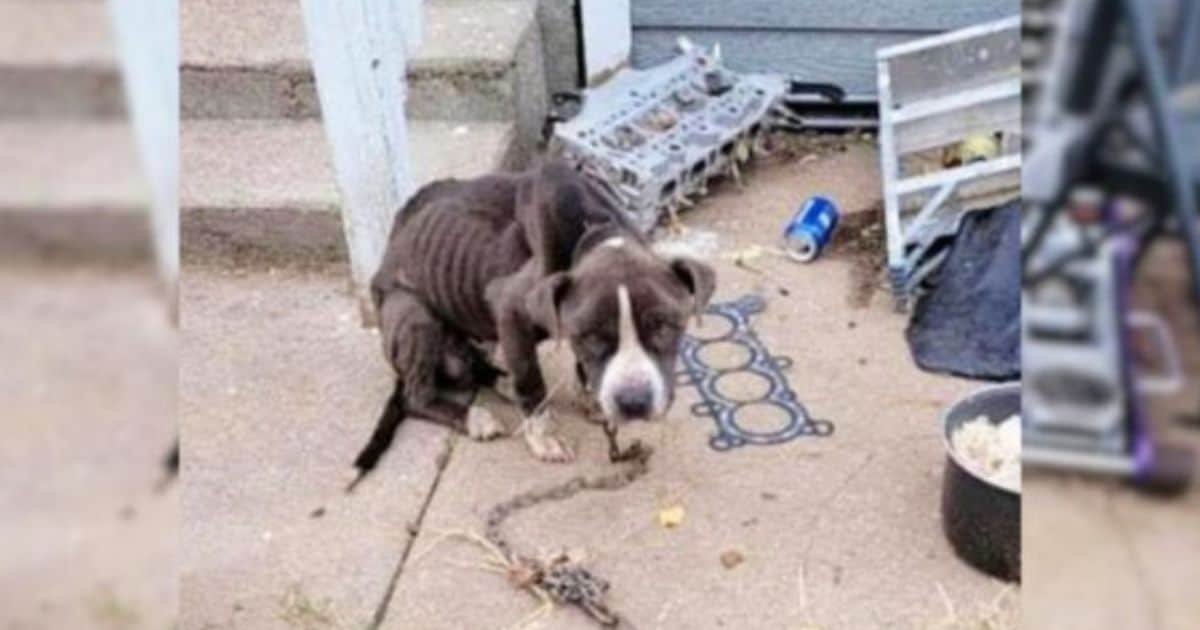 Pup Was Chained Next To Abandoned House By Owner, But Then His Luck Changed For The Better
