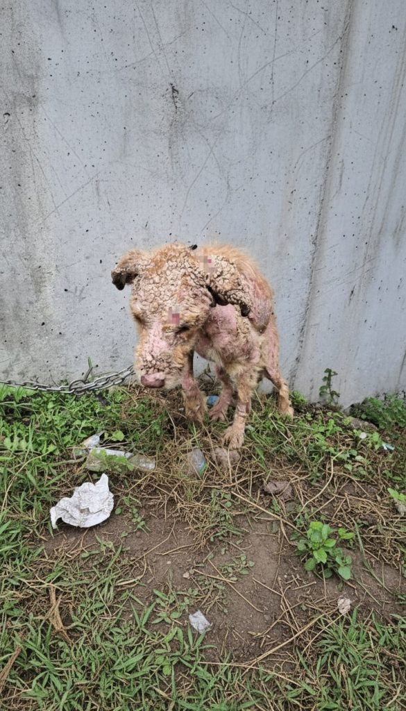 She Had Lived Her Whole Life on a Chain — Until One Little Boy Finally Saw Her