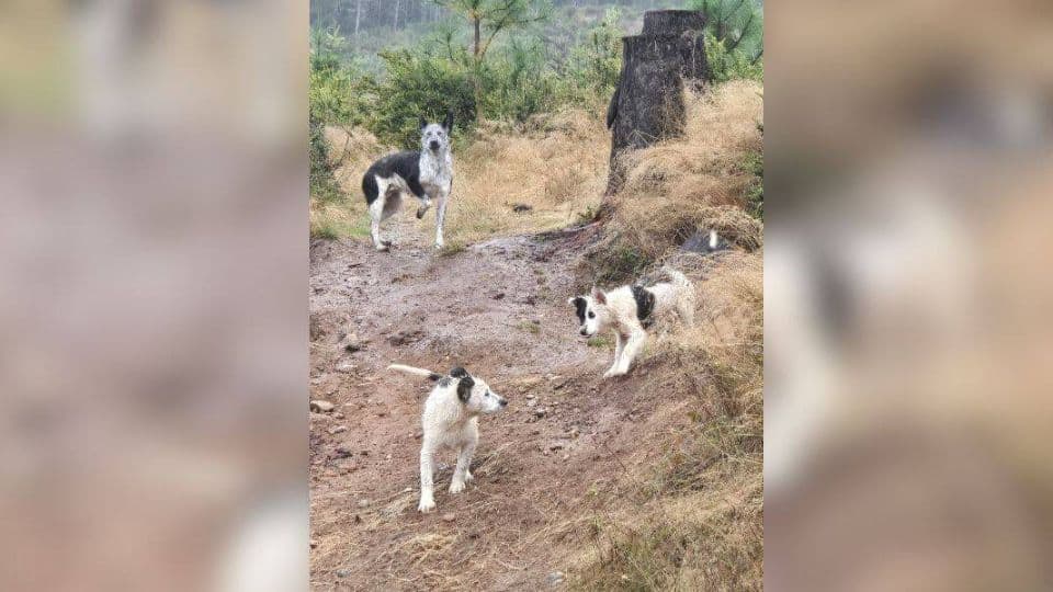 Family of Dogs Rescued From Rain-Soaked Forest After Days of Struggling to Survive