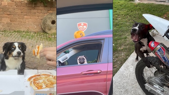 Paw-sitively Hilarious: Funniest Dog Videos Of The Week