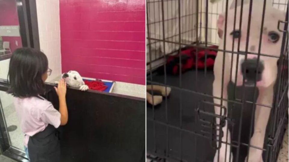 Brave Girl Refuses to Give Up on Georgia Shelter Dog Facing Final Days