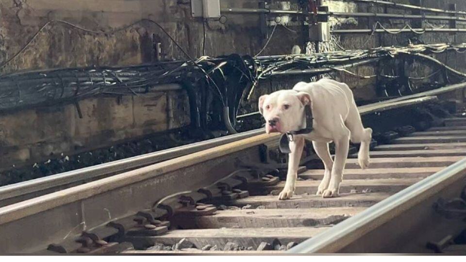Rescuers Save Freezing Dog From Train Tracks Just in Time
