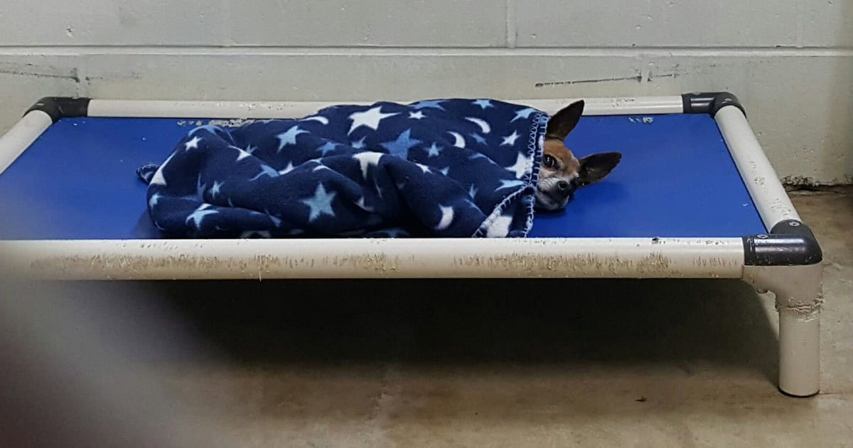 After Losing His Owner, This Old Dog Finds Comfort in Their Shared Routine