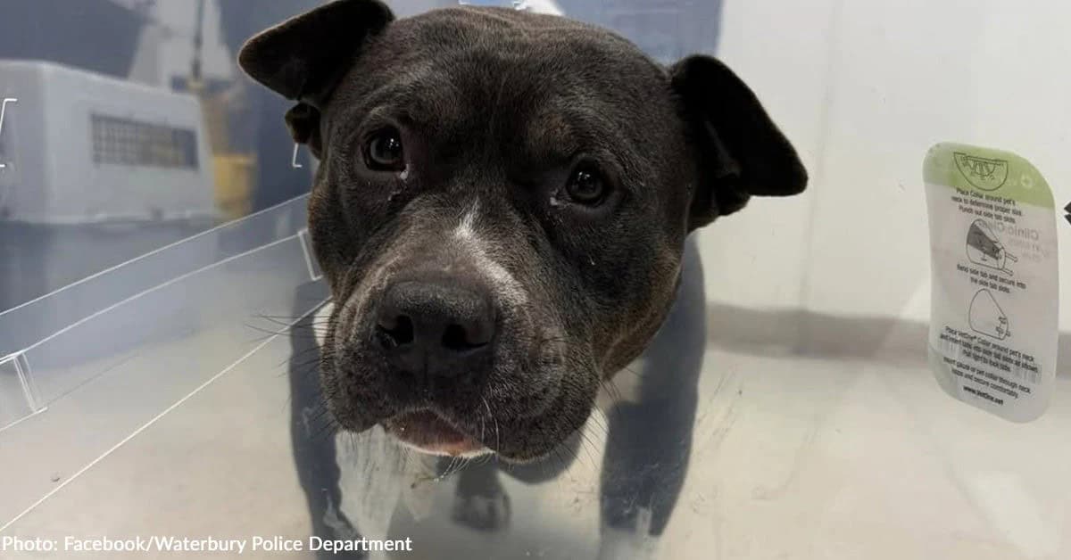 Sweet Mama Dog Cassie Endured The Unthinkable Before Help Arrived